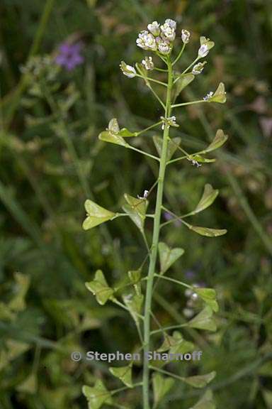 capsella bursa pastoris 2 graphic